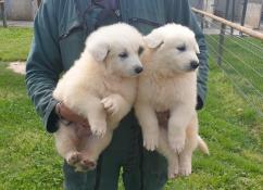 Chiots berger blanc suisse