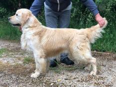 Etalon golden retriever disponible pour saillie