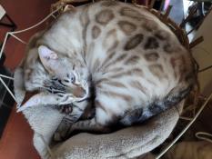 Superbe jeune bengal