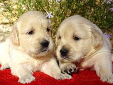 Magnifiques bb golden retriever levs en famille !