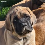 Chiots mastiff lof