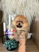 Micro pomeranain 19/20cm lof