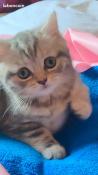 A rserver chaton scottish straight shorthair loof ne le 5 septembre