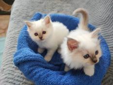 Magnifiques chatons sacre de birmanie