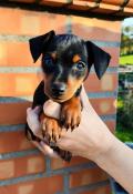 Magnifique chiot apparence pinscher nain