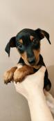 Magnifique chiots pinscher nain