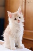 Chatons maine coon loof  rserver