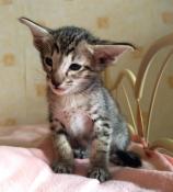 3 chatons oriental shorthair