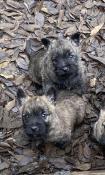 Chiots apparence cairn terrier de parents lof