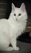 Chaton angora turc disponible