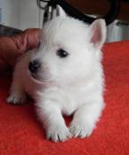 Chiots westie lof