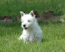 Chiots westie lof