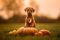 Rhodesian ridgeback of wonderful paws