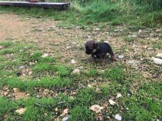 Chiots border terrier lof