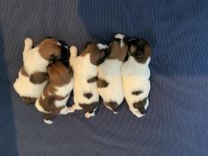 Magnifiques chiots jack russell lof ligne australienne