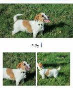 Apparence jack russell terrier mles et femelles