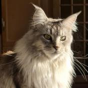 Chatons maine coon loof