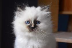 Jolie chaton femelle sacr de birmanie loof