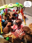 Chiots boxer lof femelles et mle  fauve