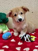 Welsh corgi pembroke