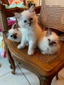 Vente/adoption de chatons sacrs de birmanie