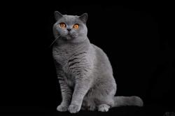 British shorthair bleue loof