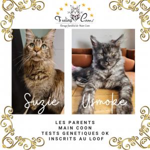 Chaton femelle maine coon