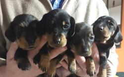 Chiots teckel nains ou kaninchen  poils durs