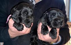 Chiots cockers anglais tricolores  rserver