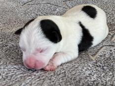 Bebes apparence jack russell