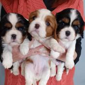 3 magnifiques femelles cavalier king charles lof