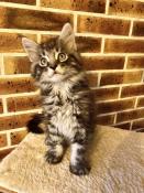 2 chatons maine coon loof