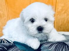 Mignonnes shih-tzu femelles. propres, trs sociables