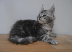 Bbs maine coon  rserver