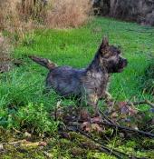 Jolies chiots femelles cairn terrier lof