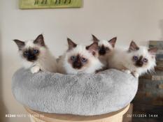 Adorables chatons sacr de birmanie