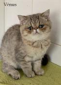 Chatons exotic shorthair loof