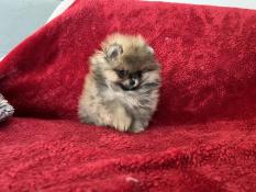 Chiots spitz nains pomeranian ligne naine ourson multi ch