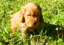 Magnifique chiot d'apparence cocker anglais