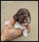 A rserver chiots english springer spaniel lof. parents tests.