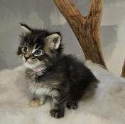 Chaton maine coon