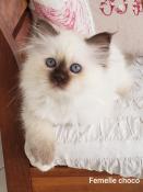 Chatons sacr de birmanie loof