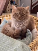 Chatons british shorthair loof