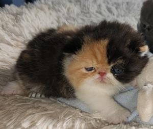 Chaton femelle exotic shorthair