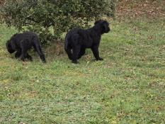 3 adorables briards  la recherche d'un panier chaud pour la vie