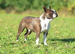 Chiots boston terrier  rserver