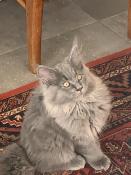 Chatons maine coon