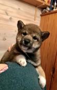 Chiots shiba inu disponibles(fin danne)