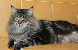 Chatons maine coon loof