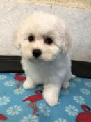 Adorables chiots lof de race bichon fris